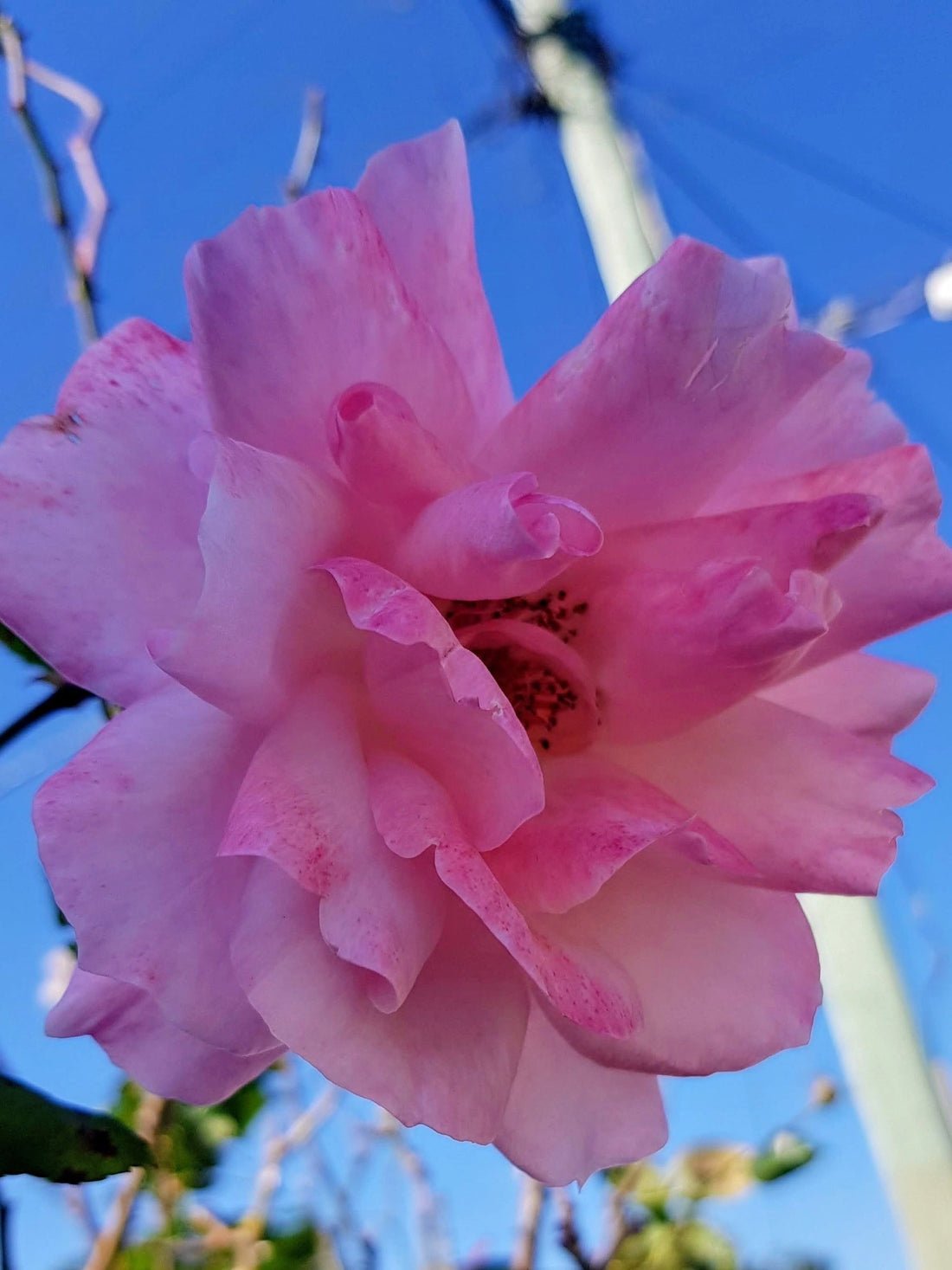 Why I Believe Scent Is the Fastest Path to Self-Care